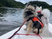 わんわんアクティビティ手賀沼の写真3