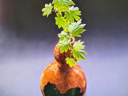 苔のさとの写真2