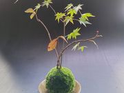 苔のさとの写真4