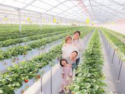 かがやきいちご園の写真2