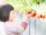 かがやきいちご園の写真4
