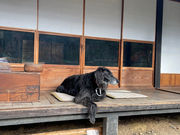 古民家ドッグカフェ おかげさんでの写真3