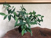 癒しの山野草 野の花の写真2