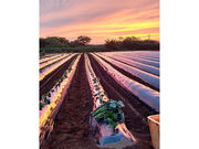 野菜ソムリエ農家「のはら」の写真3