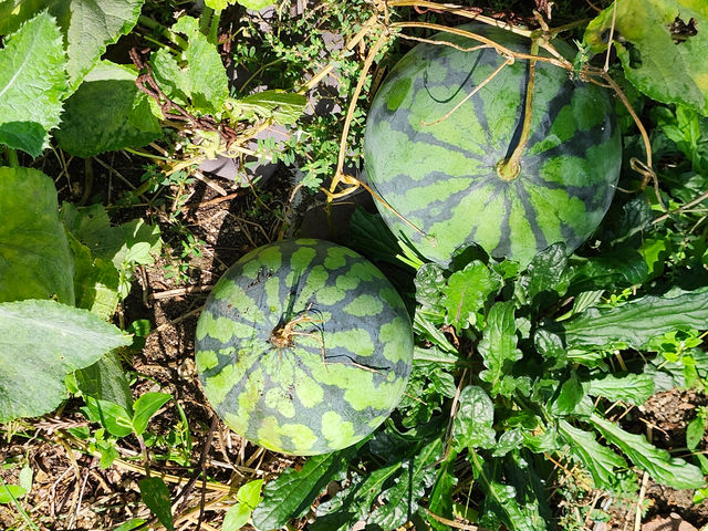 食べて種を植えたら実りました?(爆)_バーベキュービギン