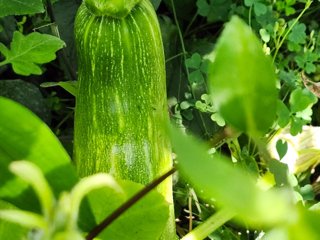 植えたら出ました(笑)皆さんも、食べて種を植えて。次回にきって食べて下さい_バーベキュービギン