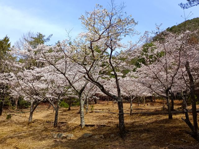 フリーサイト_新能勢の郷公園キャンプ場