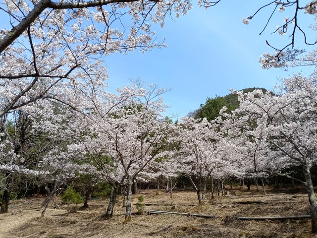 フリーサイト_新能勢の郷公園キャンプ場