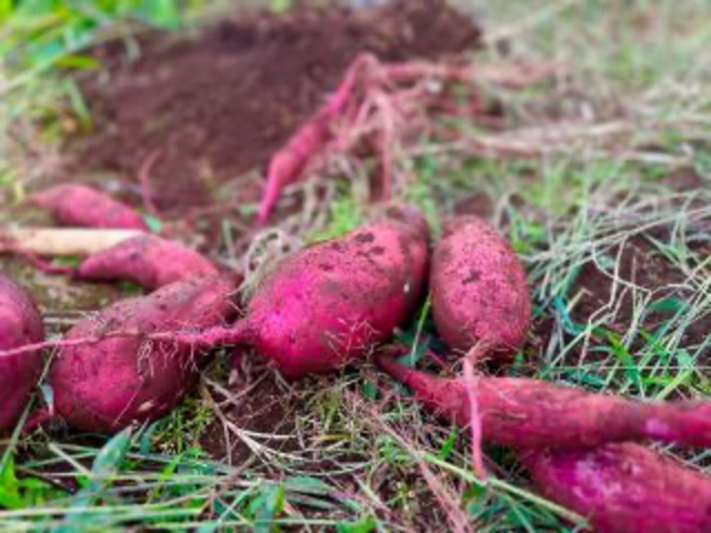 ちばくるファームの写真1