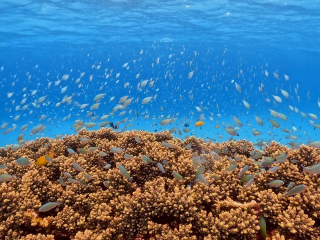 奄美大島でのシュノーケルは珊瑚が豊富。そこに集まる魚達をゆっくり観察して頂けます。_リキュール