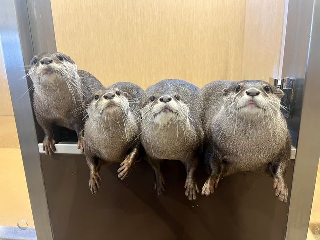 カワウソカフェHARRY浅草店
