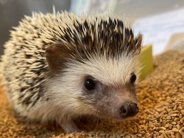 カワウソカフェHARRY浅草店