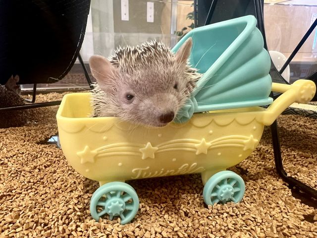 カワウソカフェHARRY浅草店
