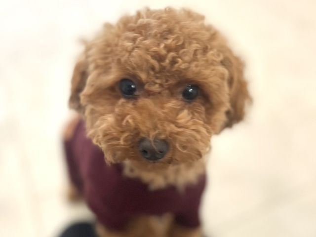 mi.flower看板犬の
「まる」3才マルプーです_mi.flower