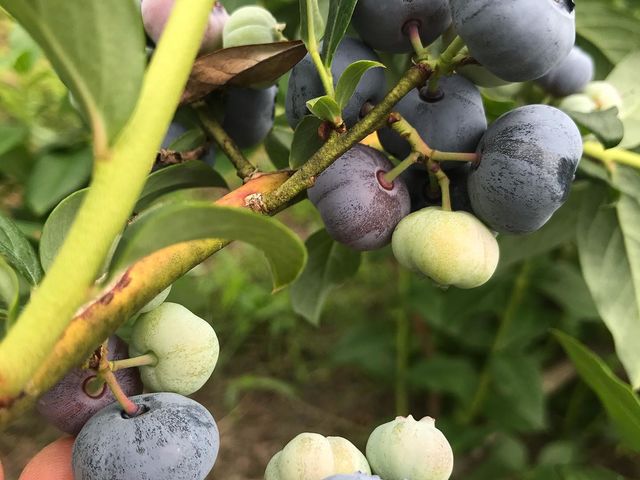 荒谷果樹園