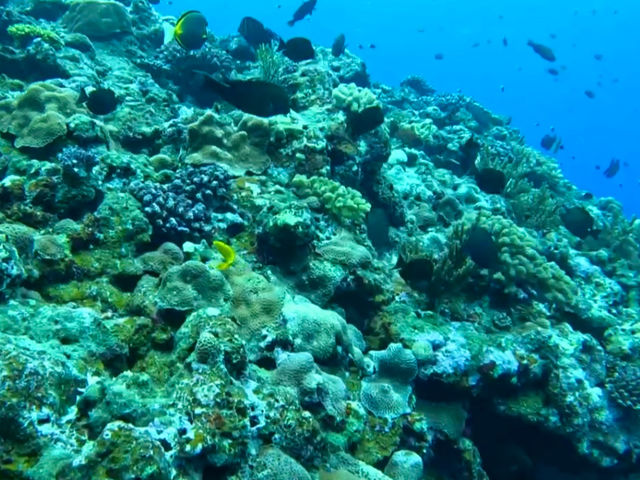 色鮮やかなサンゴ礁とカラフルな熱帯魚たち。透明度抜群の海中世界を間近で体感!_久米島SUPSUN RISE