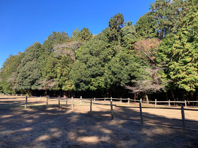 大自然を森林浴しながら乗馬を楽しめますね♪_Fattoria 乗馬クラブレアルネップ