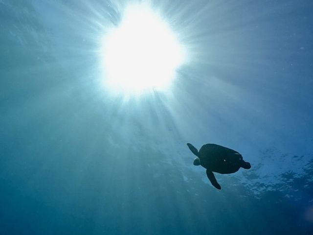 綺麗な海でアオウミガメも見れちゃうかも?!_Seaside Dive Hub AquaVista