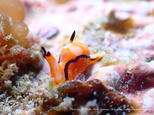 ウミウシダイビングもできます!!_Seaside Dive Hub AquaVista
