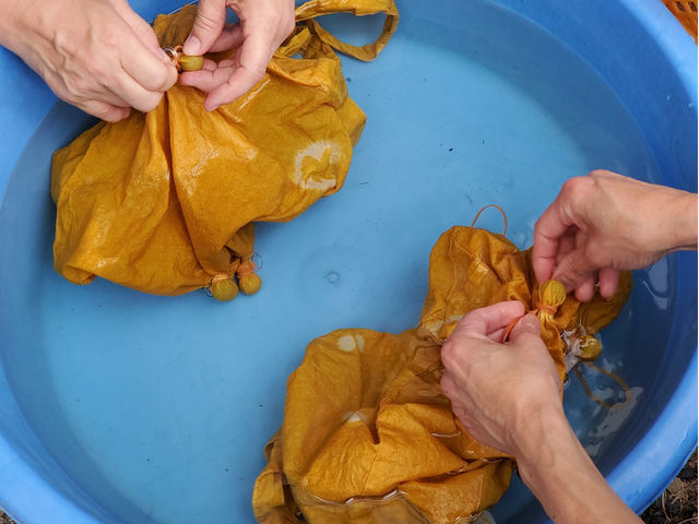ののはな草木染アカデミー大分国東支部