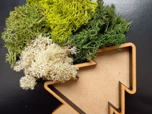 moss.sakura