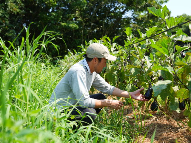 耕さず、草や虫の力を借りて育つ野菜たち_座右農園