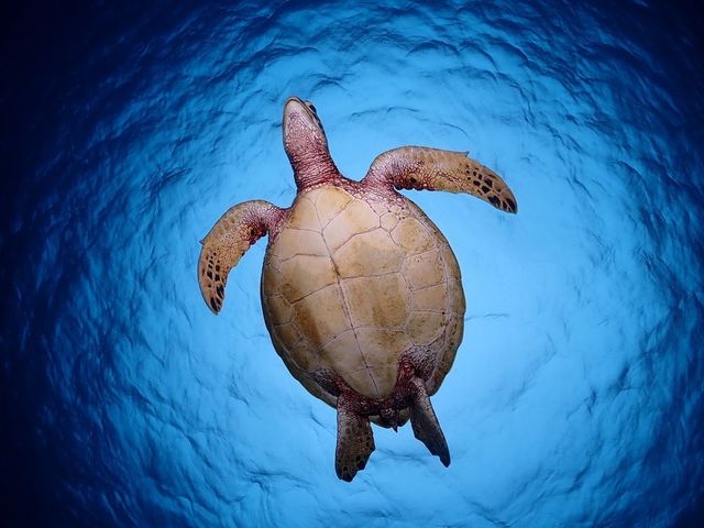 DIVE HOPE