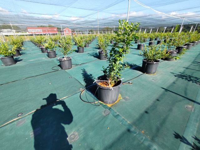 園内は全面シート張り。普段靴でお越しください。ベビーカーも楽々。_BBaseFarm伊那(ビーベースファームイナ)