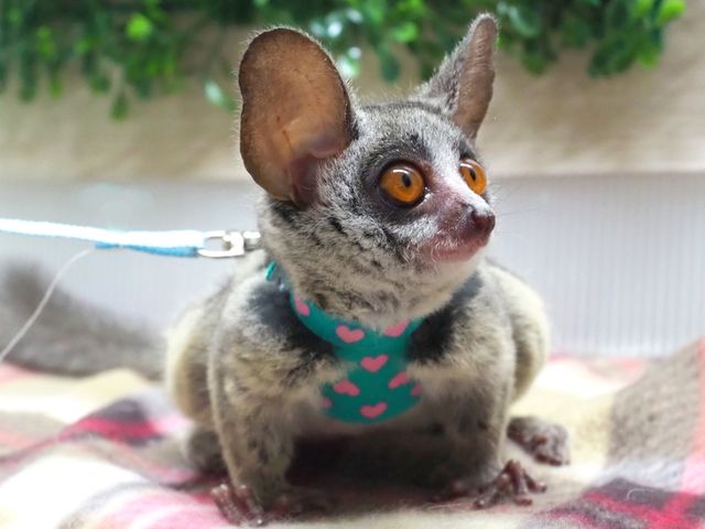 看板娘のちょこちゃん_Small Animal Cafe ふわり