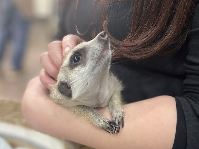 Small Animal Cafe ふわり