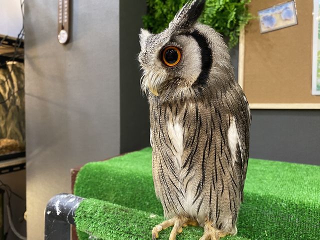 Small Animal Cafe ふわり