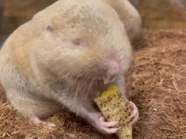 Small Animal Cafe ふわり
