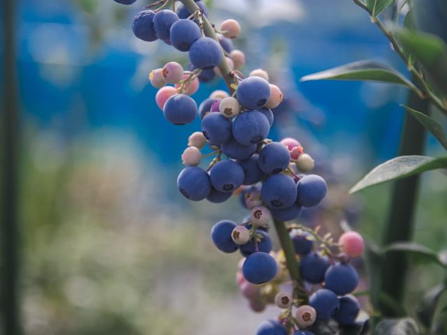 Clanscreek Berry Farm