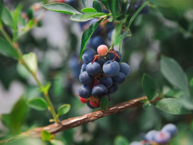 Clanscreek Berry Farm