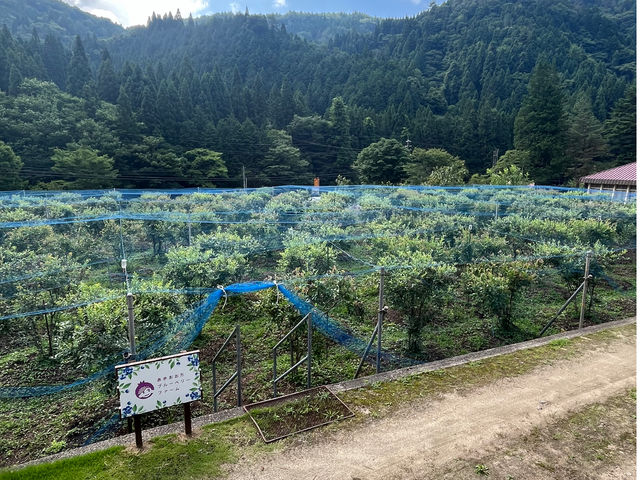あきおおたブルーベリーファーム