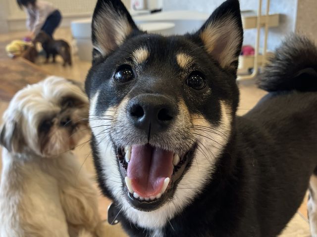 柴犬はちこ_いぬカフェRio イオンモール宮崎店