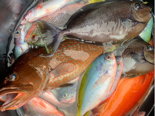 釣った魚は居酒屋に持ち込み可能!!
ご予約、たまわります!(空きがない場合あり)_第一航清丸