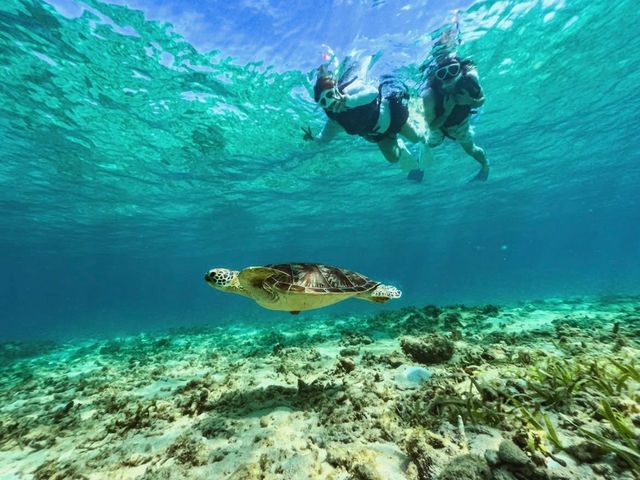 ウミガメ探しシュノーケリングツアー♪_エムズマリン-m’z marine