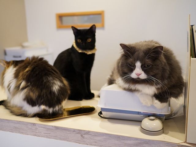 受付で猫ちゃんがお待ちしています。_ネコカフェCat tail