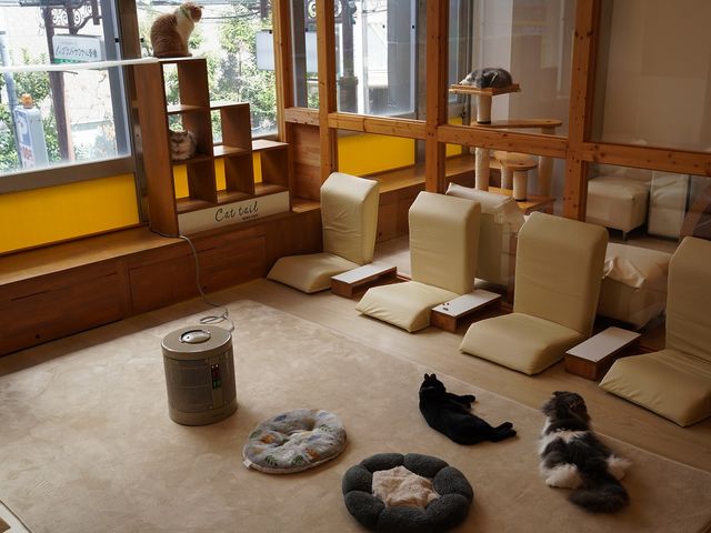 広い空間にいろんな種類の猫ちゃんが約20匹_ネコカフェCat tail