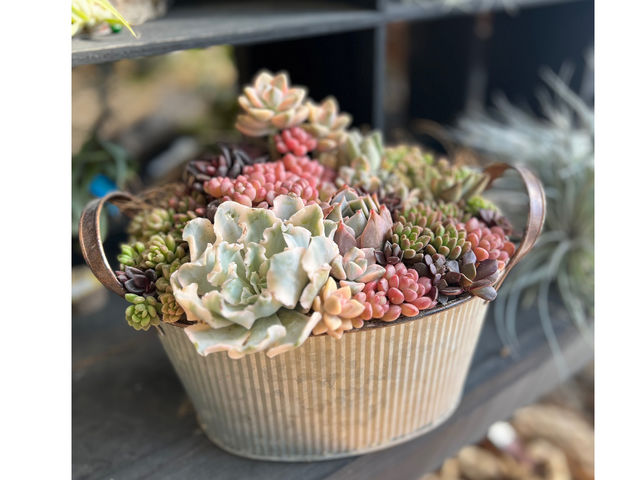 多肉植物寄植え_L'atelier de la sorcier