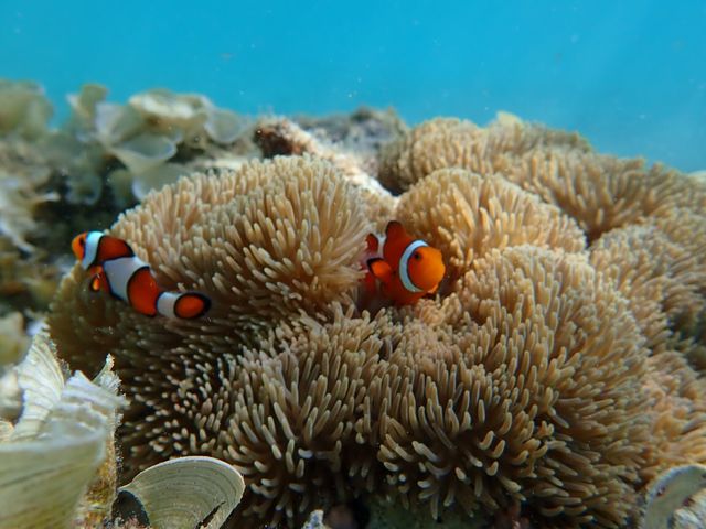 みんな大好きファインディング・ニモでお馴染みのクマノミも居てます♪_OKK MARINE CLUB