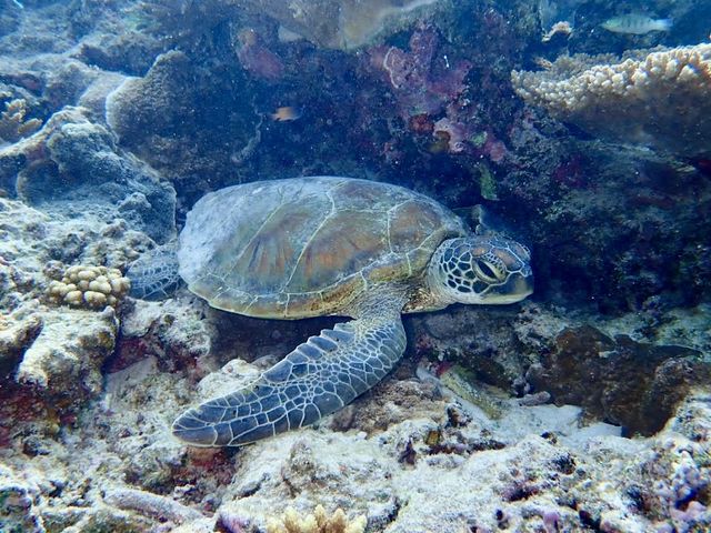 サンゴ礁の影で一休みしているウミガメ♡_OKK MARINE CLUB