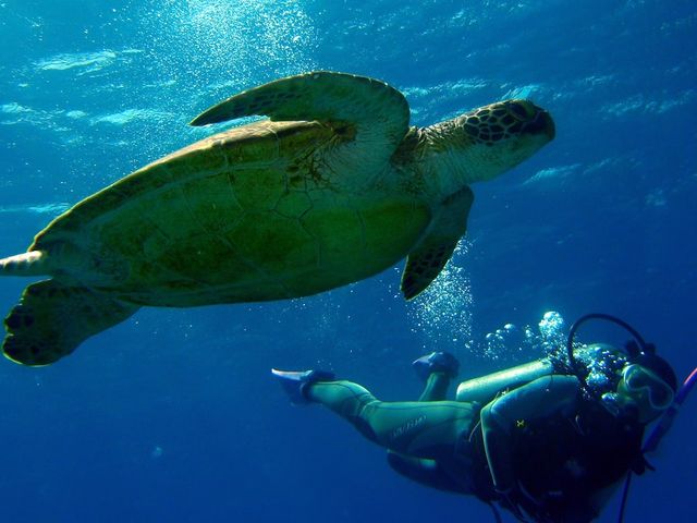 運が良ければこんな写真も撮れちゃいます☆_OKK MARINE CLUB