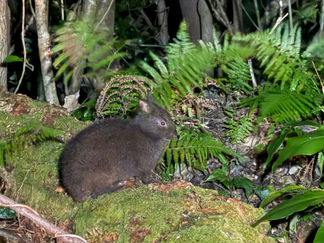 自然豊かな奄美を体験する人気のアクティビティ
アマミノクロウサギ等、希少動物観察ツアー_AMALOHA
