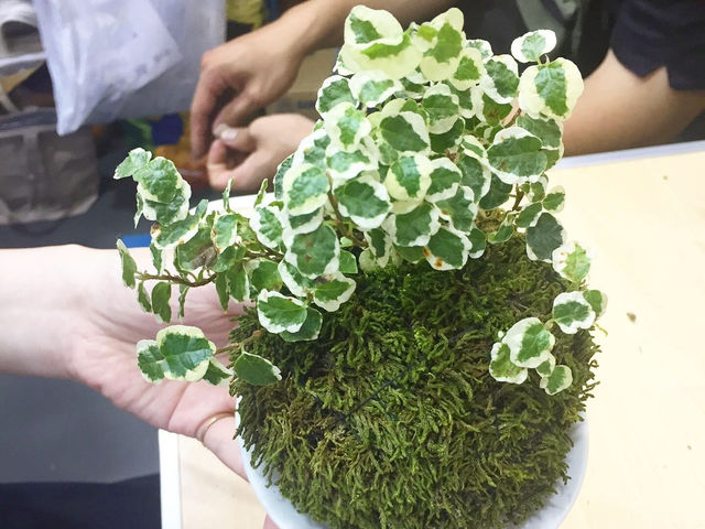 人気の苔玉ワークショップもあります。_アトリエこぐま