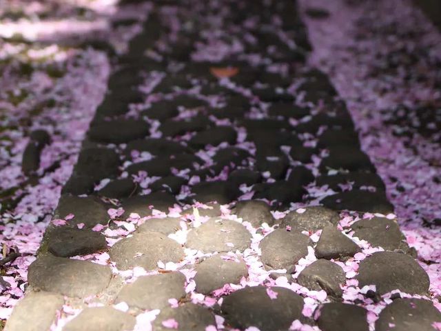 桜も綺麗 _三光院