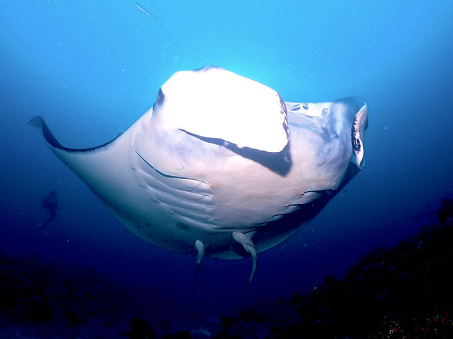 When talking about Ishigaki Island, you have to come to see the manta rays!_BANK_SEA ISHIGAKI