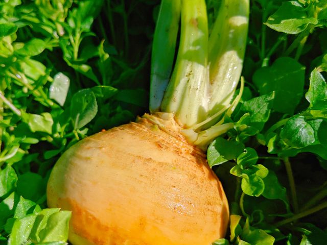 ILA Community Farm