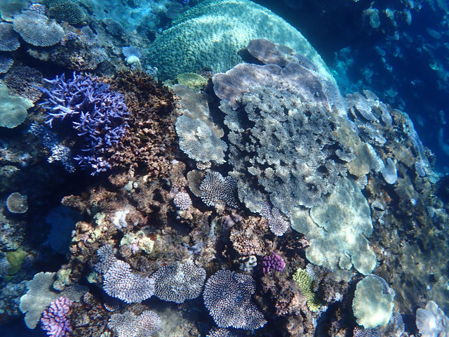 珊瑚の楽園、沖縄座間味_maru earth